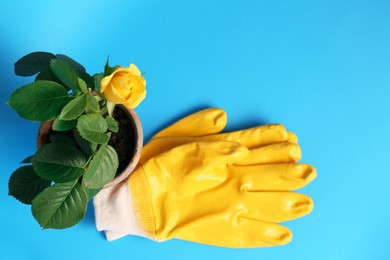 Photo of Gardening gloves and pot with beautiful rose on light blue background, flat lay