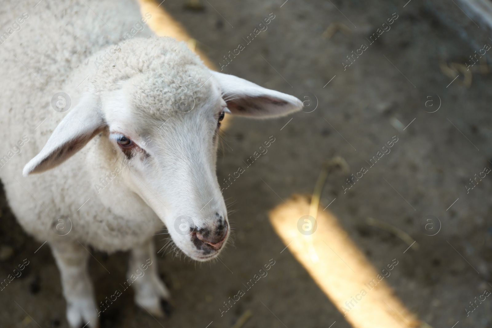 Photo of Cute funny sheep on farm, closeup. Animal husbandry