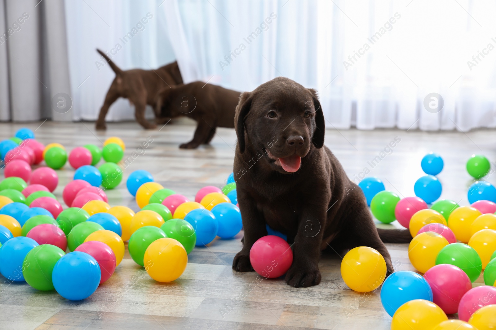 Photo of Chocolate Labrador Retriever puppies playing with colorful balls indoors