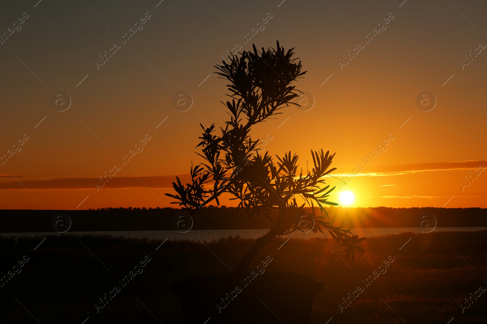 Image of Japanese bonsai plant against mountain landscape at sunset. Zen and harmony