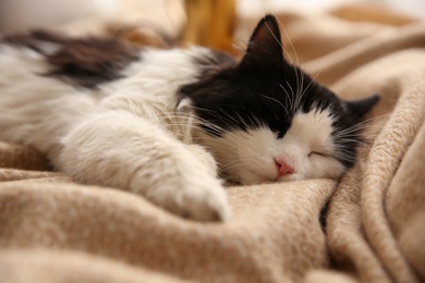 Photo of Adorable long haired cat lying on blanket, closeup
