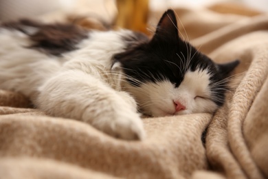 Adorable long haired cat lying on blanket, closeup