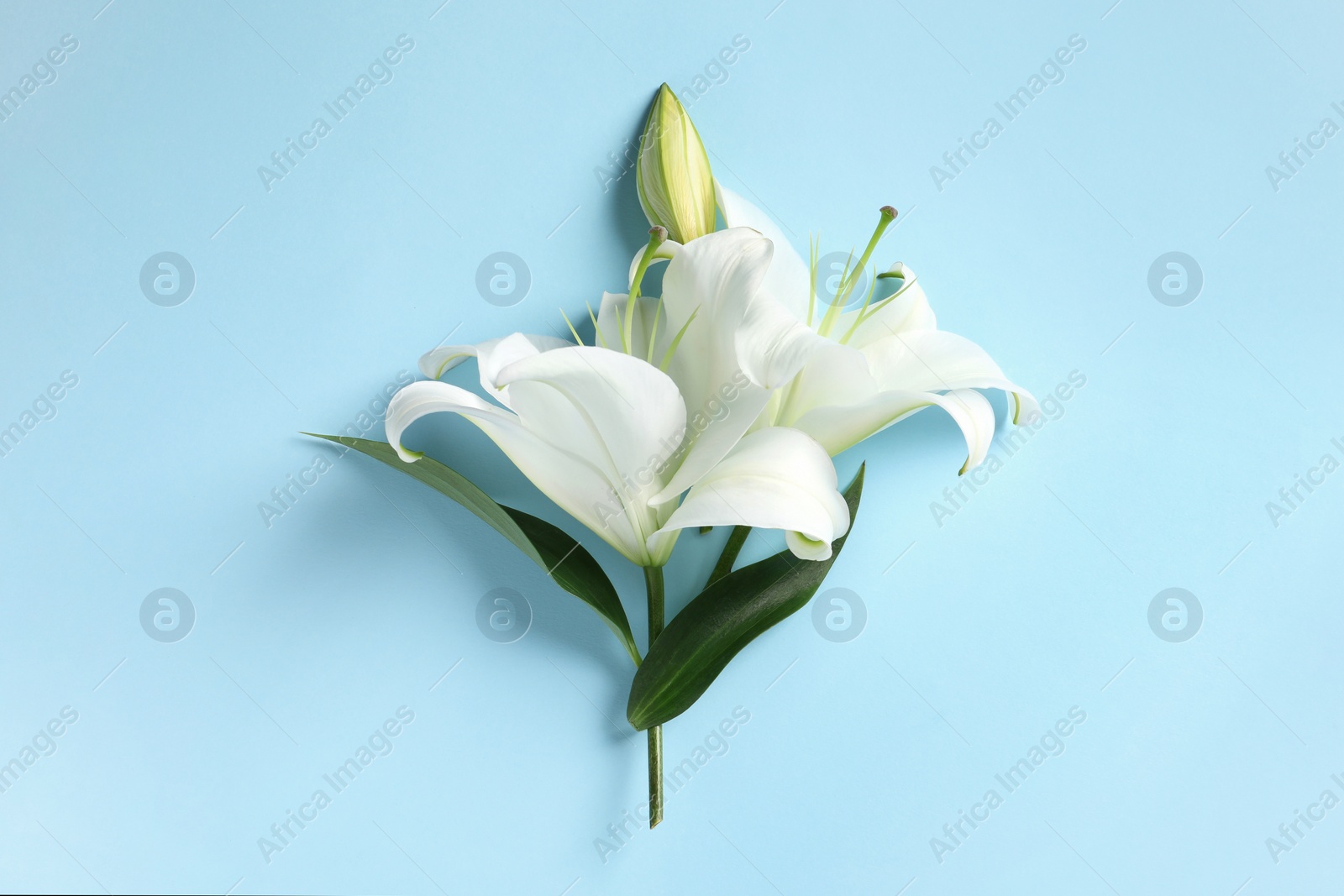 Photo of Beautiful white lily plant on light blue background, top view