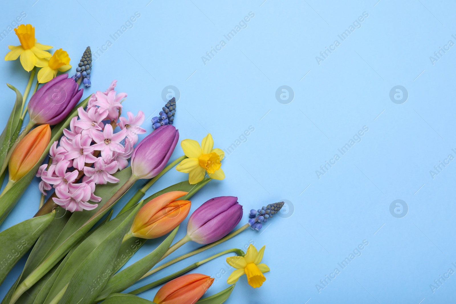 Photo of Beautiful flowers on light blue background, flat lay. Space for text