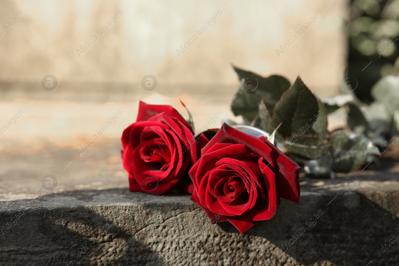 Photo of Red roses on grey tombstone outdoors, space for text. Funeral ceremony