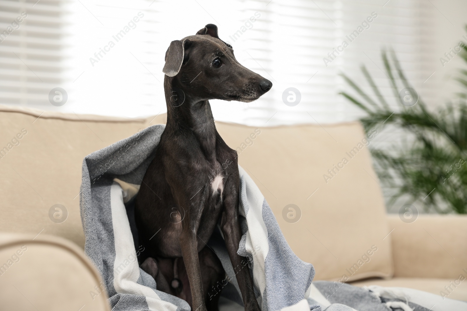 Photo of Italian Greyhound dog covered with plaid on sofa at home
