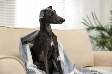 Photo of Italian Greyhound dog covered with plaid on sofa at home