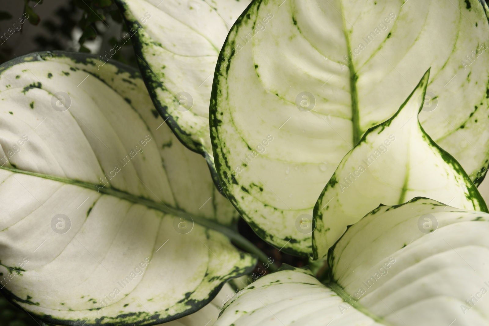 Photo of Dieffenbachia with lush leaves, closeup. Tropical plant