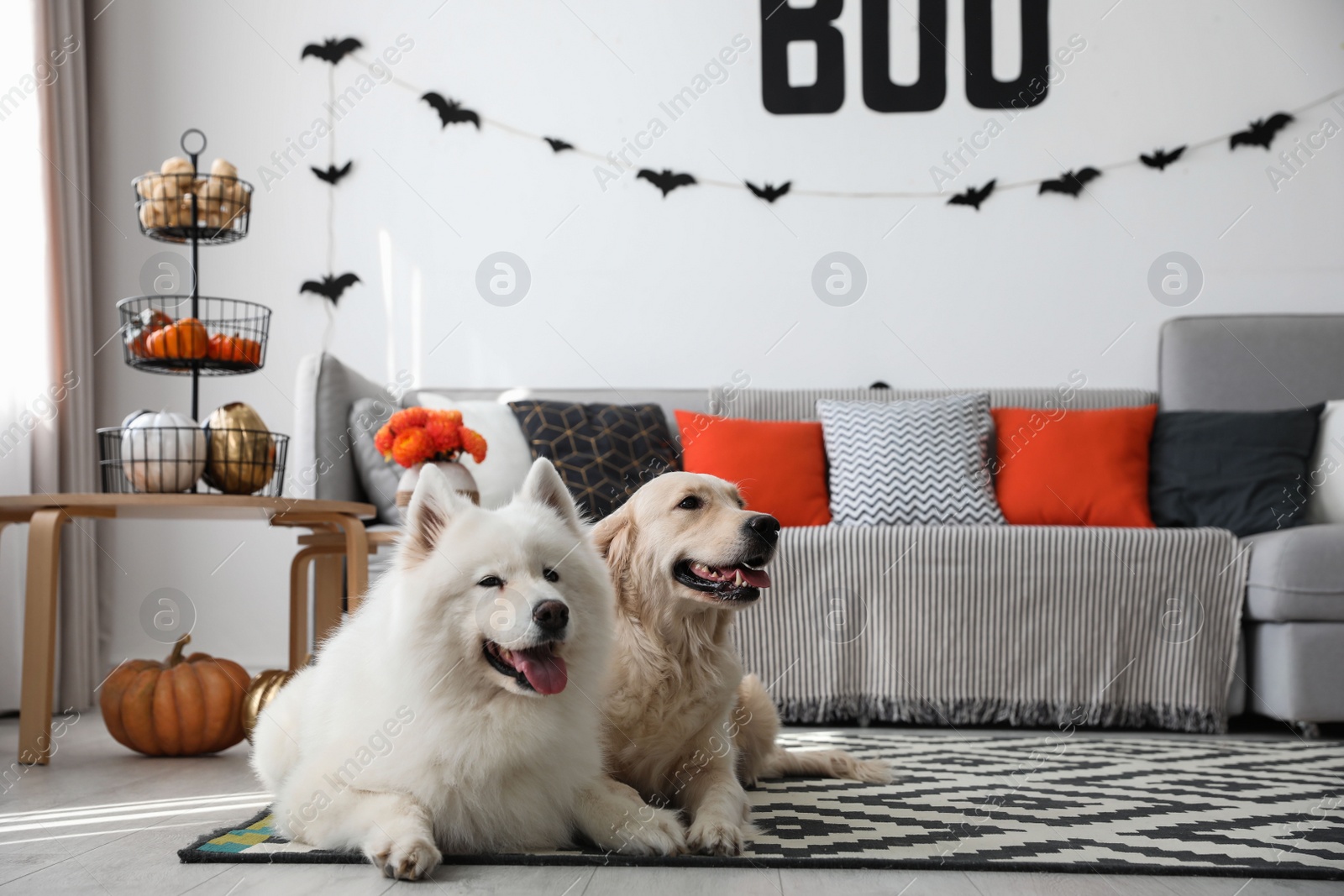 Photo of Cute dogs in room decorated for Halloween
