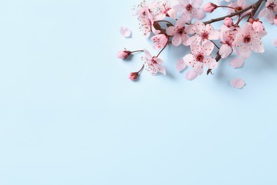 Photo of Sakura tree branch with beautiful pink blossoms on light blue background, flat lay. Space for text