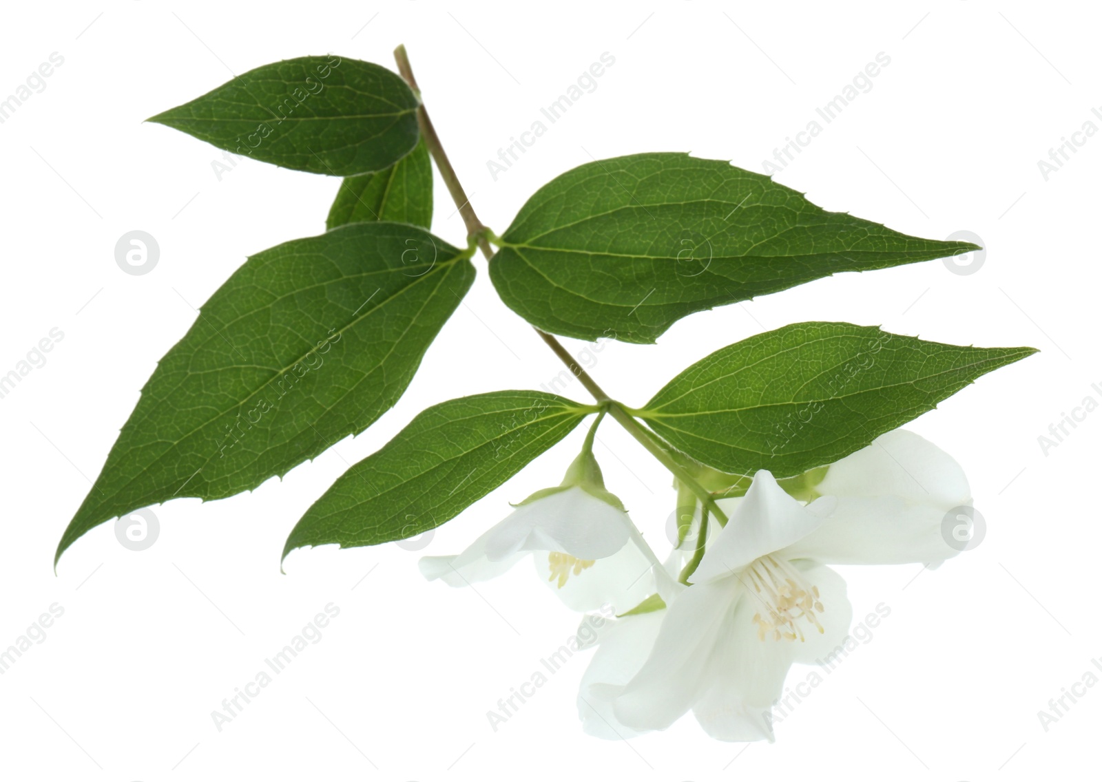 Photo of Branch of jasmine flowers and leaves isolated on white