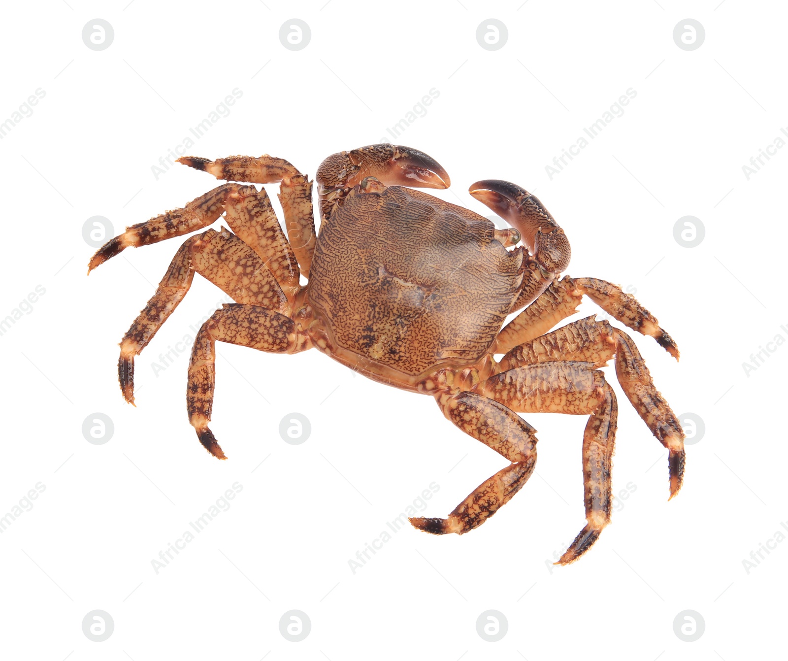 Photo of One fresh raw crab isolated on white, top view