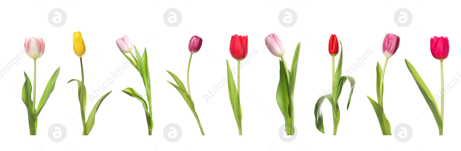 Image of Set of beautiful tulips in different colors isolated on white