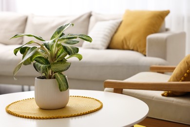 Photo of Spring atmosphere. Coffee table with potted plant, comfy sofa and armchair indoors
