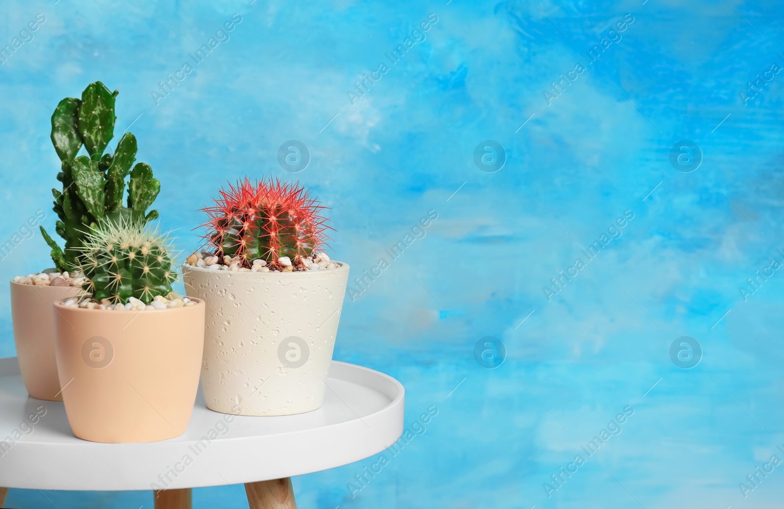 Photo of Beautiful cacti on table against color background
