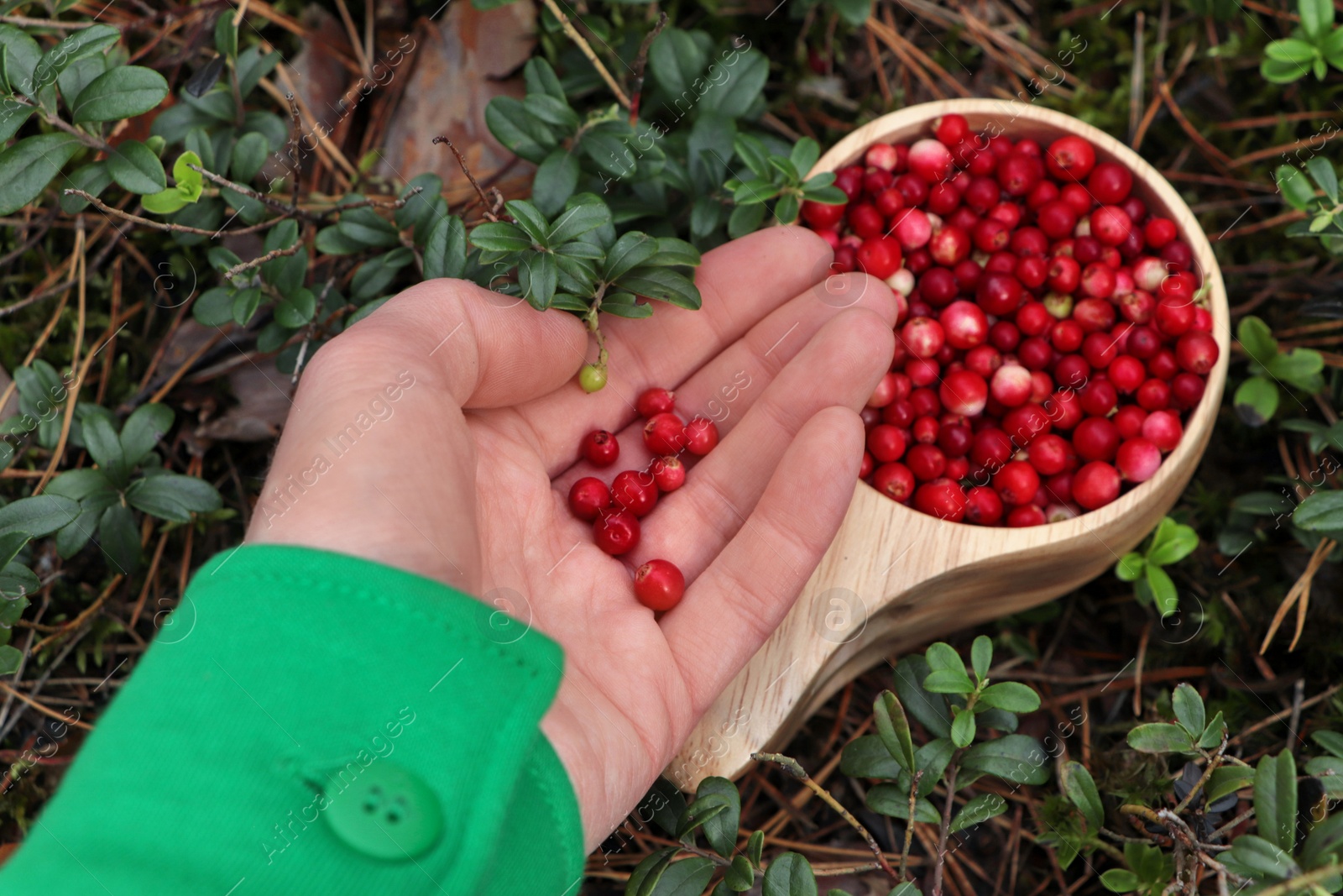 Photo of Woman holding tasty lingonberries near wooden cup outdoors, above view