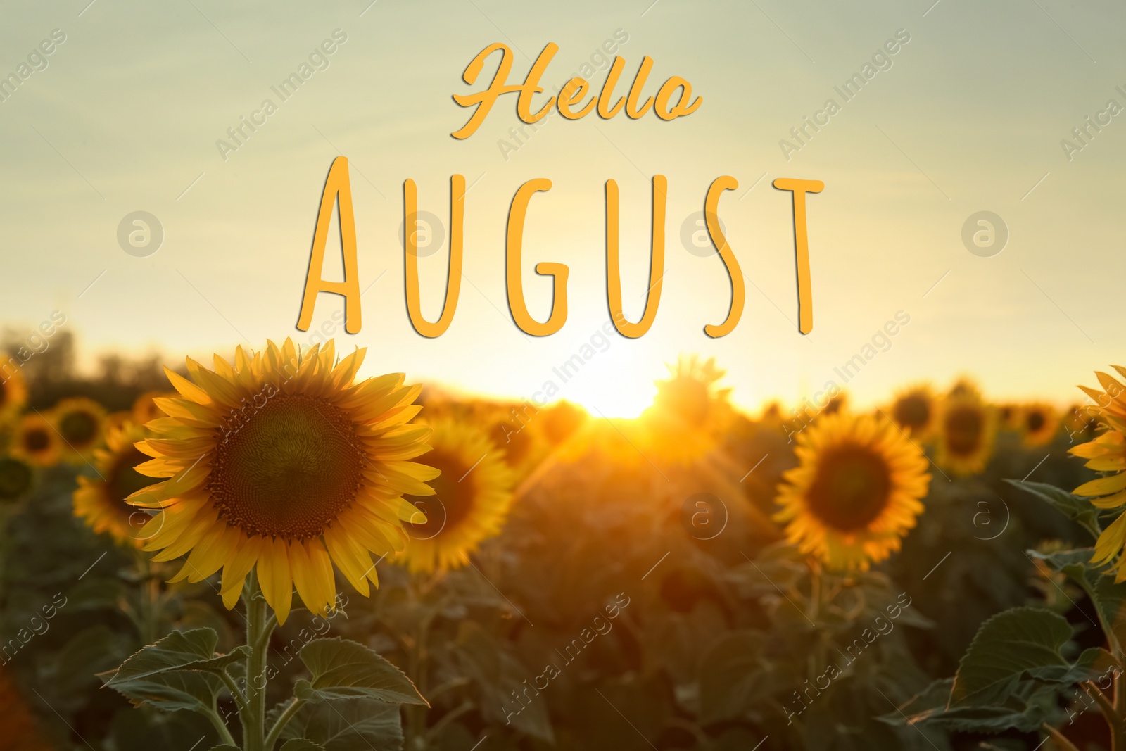 Image of Hello August. Beautiful view of field with yellow sunflowers at sunset