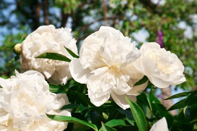 Photo of Beautiful blooming white peonies outdoors on sunny day