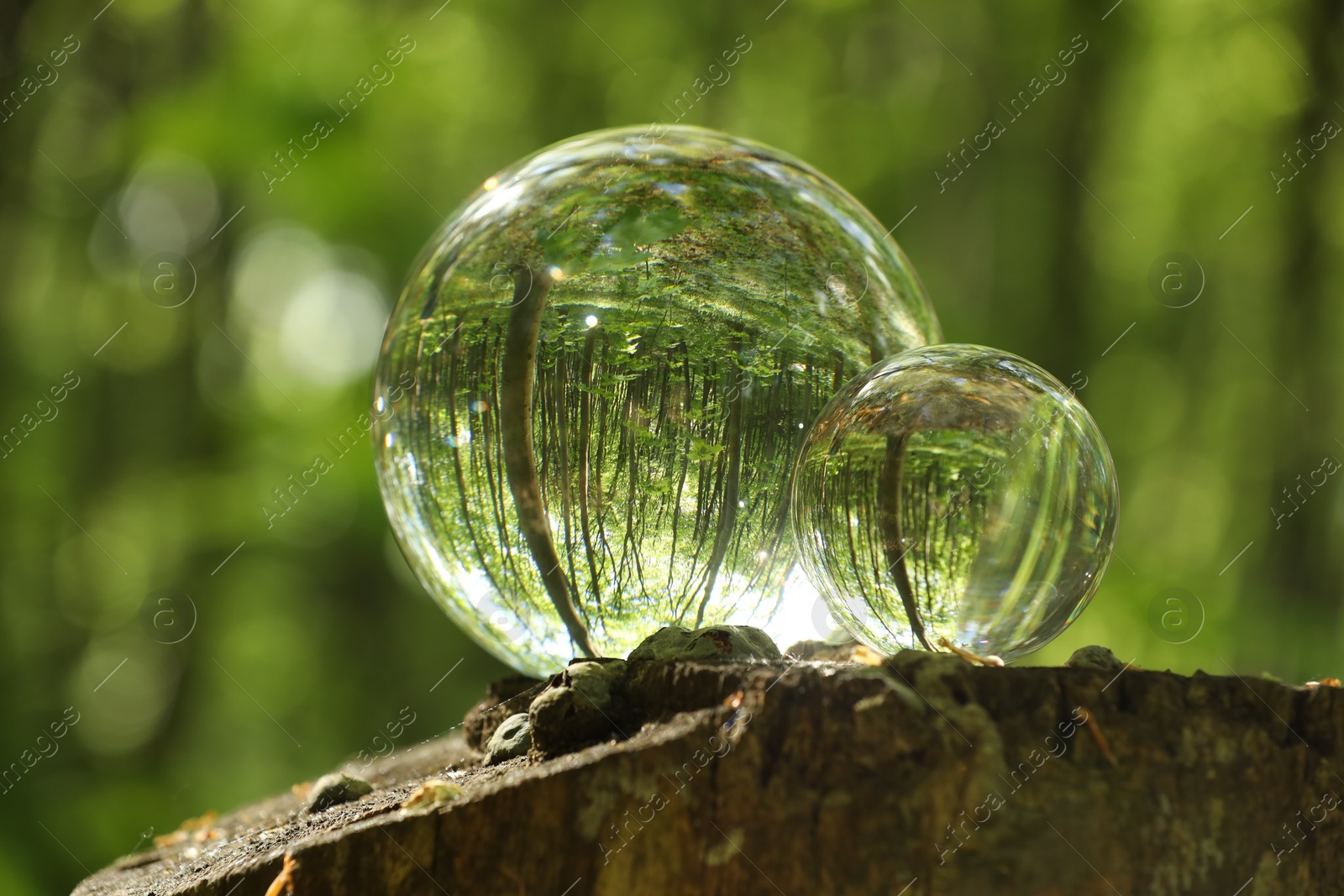 Photo of Green trees outdoors, overturned reflection. Crystal balls on stump in forest