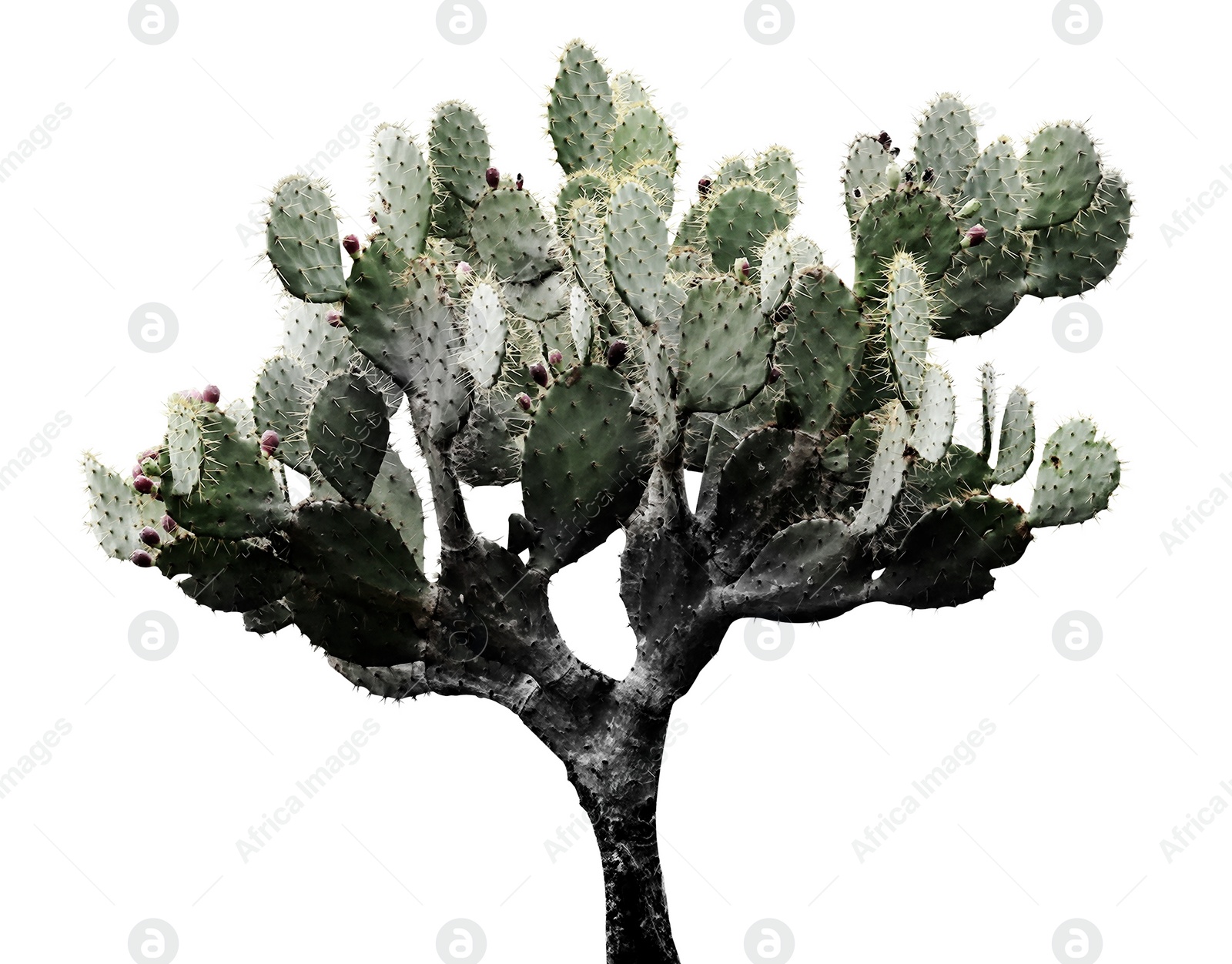 Image of Beautiful prickly pear cactus on white background. Color toned