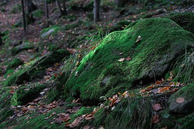 Beautiful view of green moss on stone in forest