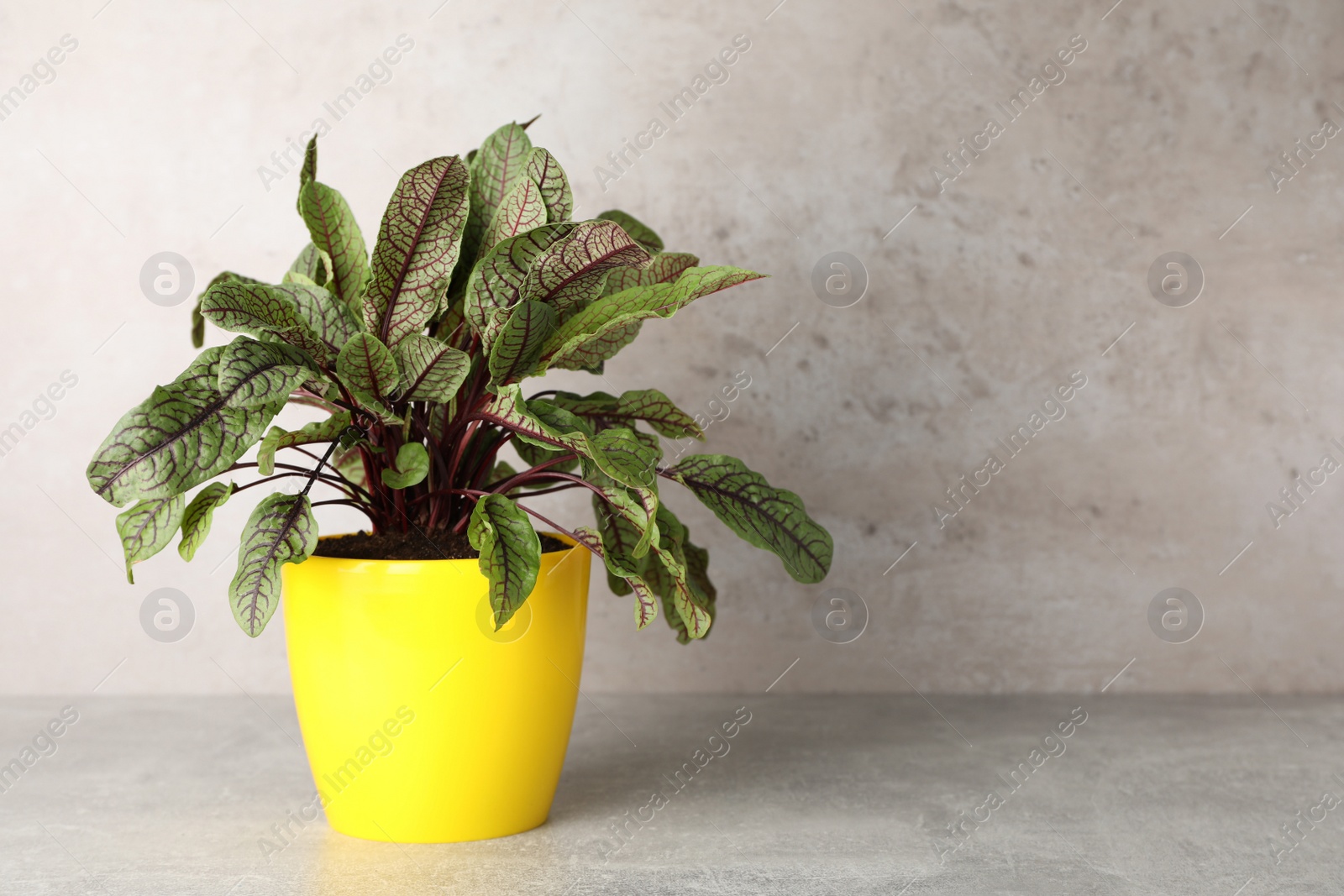 Photo of Potted sorrel plant on light grey table. Space for text
