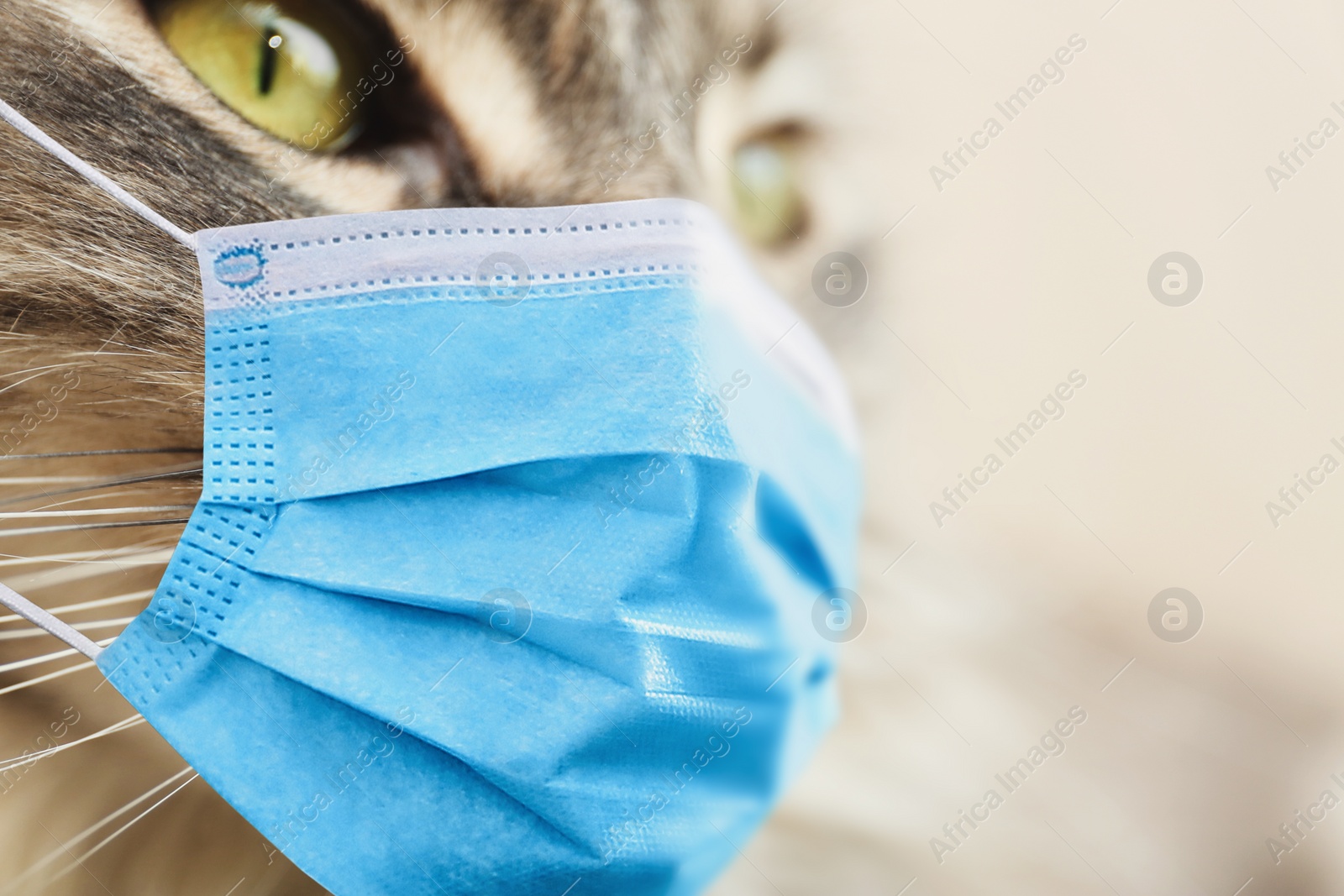 Image of Adorable Maine Coon cat in medical mask, closeup. Virus protection for animal
