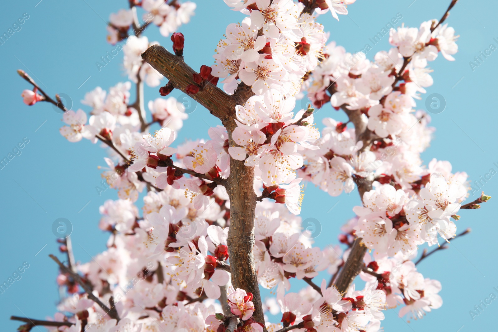 Photo of Closeup view of blossoming apricot tree on sunny day outdoors. Springtime