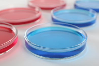 Photo of Petri dishes with blue and red liquids on white background, closeup