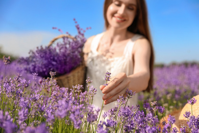 Young woman in lavender field on summer day, focus on hand