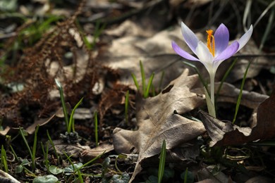 Photo of Beautiful crocus flower growing outdoors, closeup. Space for text