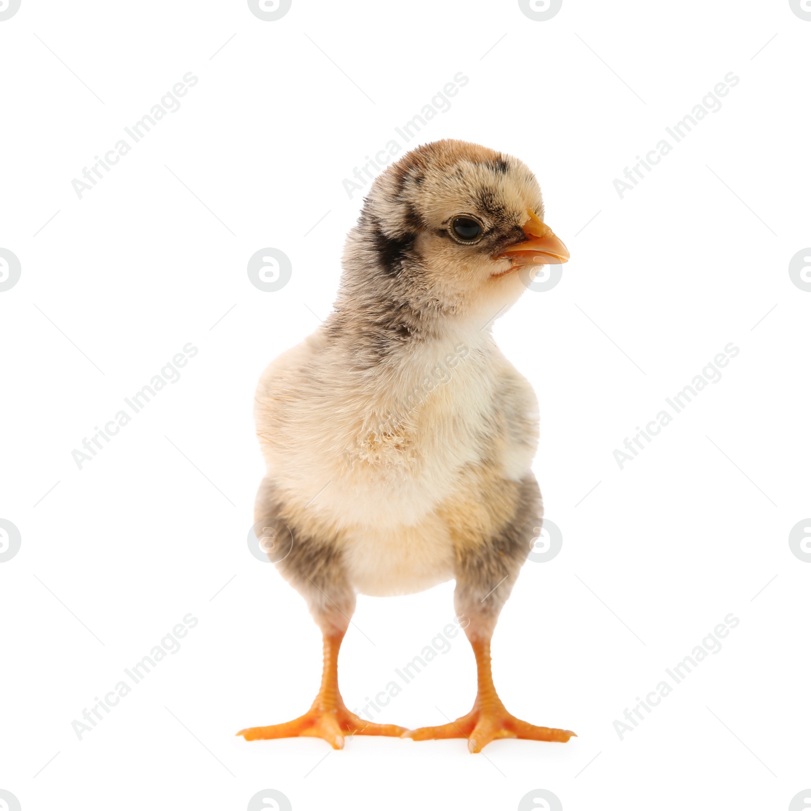 Photo of One cute chick isolated on white. Baby animal