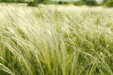 Photo of Beautiful flowers growing in meadow on sunny day