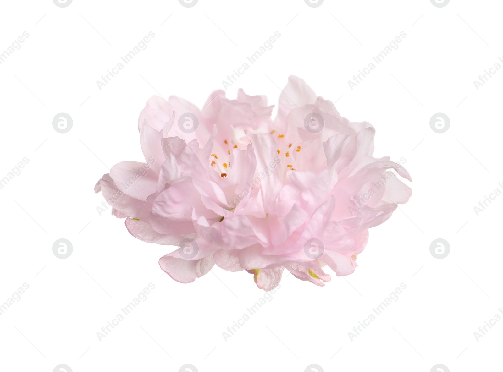 Photo of Beautiful sakura tree flower isolated on white