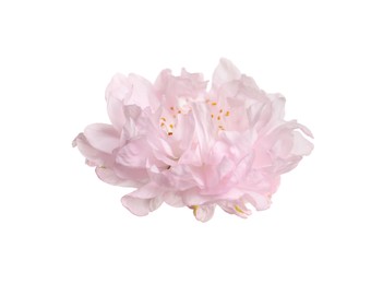 Beautiful sakura tree flower isolated on white