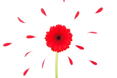 Beautiful red gerbera flower and petals isolated on white, top view