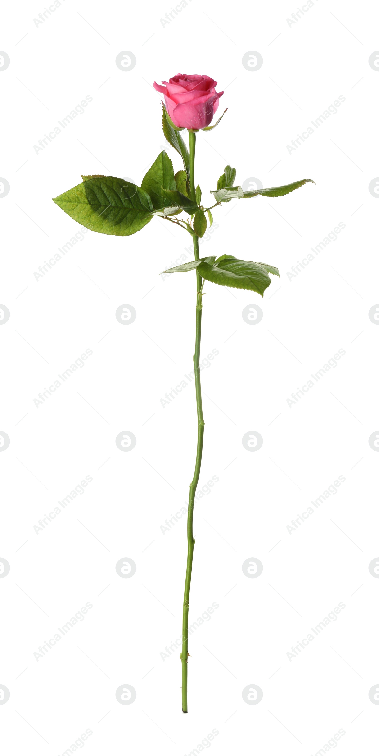 Photo of Blooming pink rose isolated on white. Beautiful flower