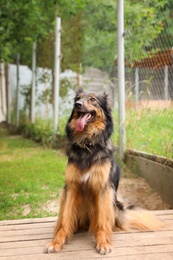 Photo of Homeless dog at animal shelter outdoors. Concept of volunteering