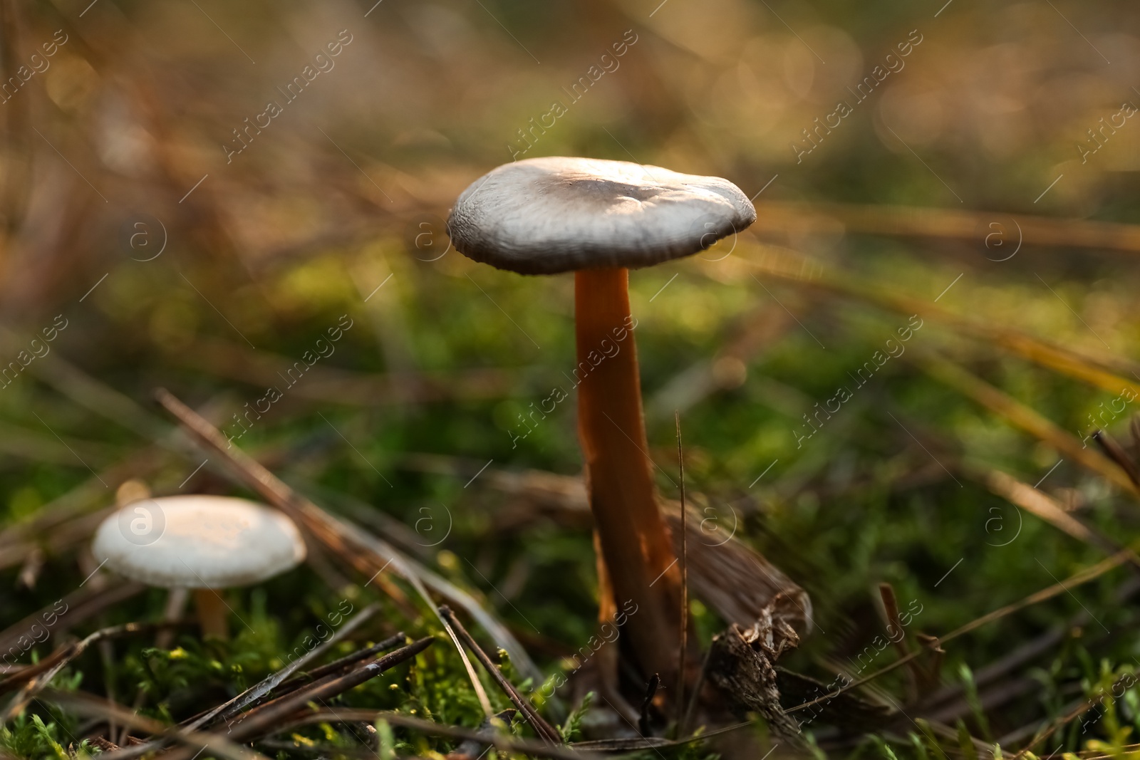 Photo of Mushrooms growing in wilderness on autumn day, closeup