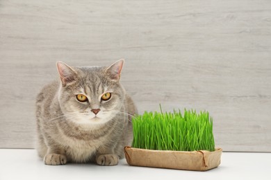 Photo of Cute cat near fresh green grass on white surface