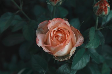 Image of Beautiful blooming pink rose on bush outdoors