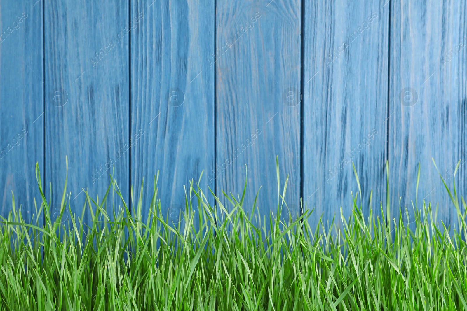 Photo of Fresh green grass near blue wooden fence. Space for text