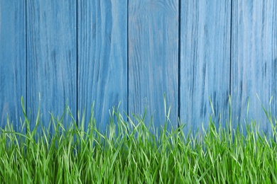 Fresh green grass near blue wooden fence. Space for text