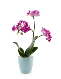 Photo of Beautiful tropical orchid flower in pot on white background