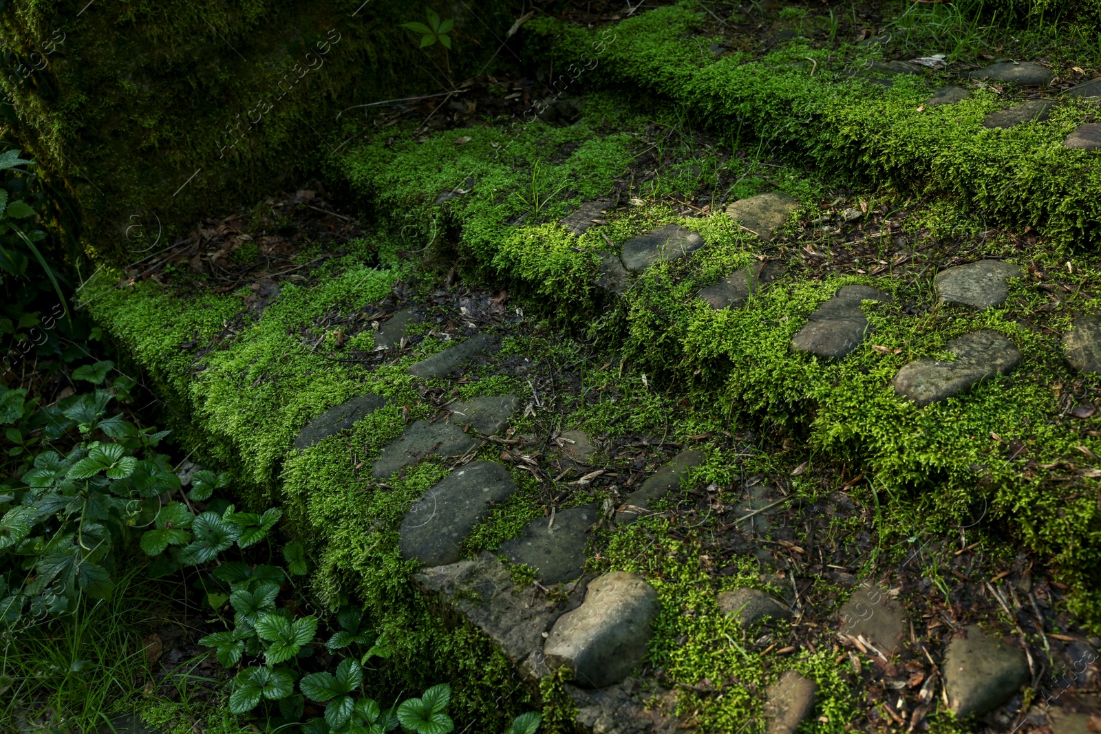 Photo of Stone stairs overgrown with green moss outdoors