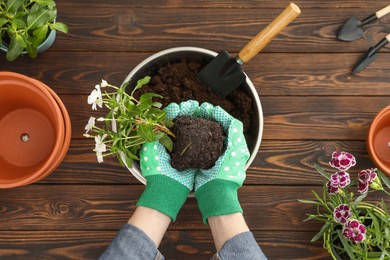 Photo of Transplanting. Woman with flowers, empty pots and gardening tools at wooden table, top view