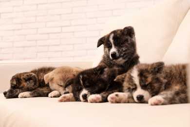 Photo of Cute Akita inu puppies on sofa indoors. Friendly dogs