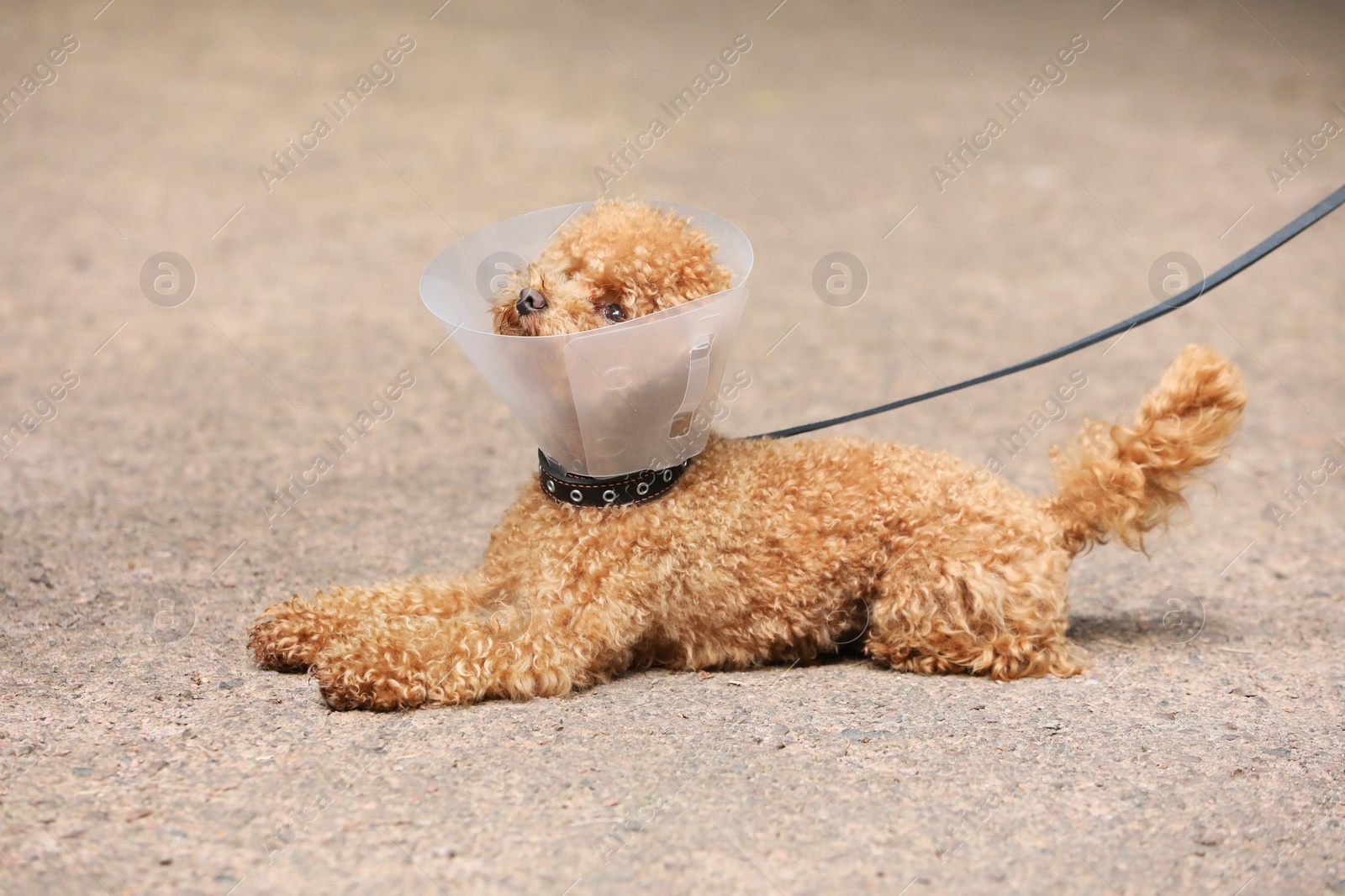 Photo of Cute Maltipoo dog with Elizabethan collar lying outdoors