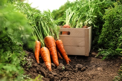 Photo of Wooden crate of fresh ripe carrots on field. Organic farming
