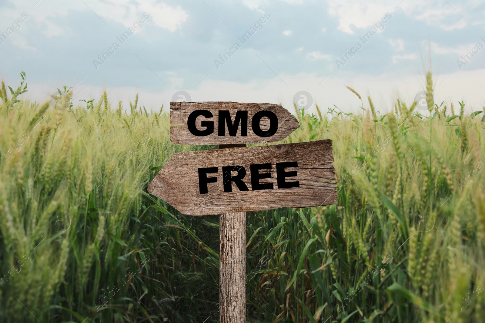 Image of Concept of GMO free harvest. Wooden sign in field with ripening wheat